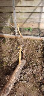 Koppel majoorputters, Meerdere dieren