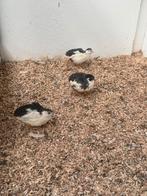 Chinese dwergkwartels, Mannelijk