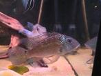 Geophagus Jurupari, Dieren en Toebehoren, Vissen | Aquariumvissen, Vis, Zoetwatervis