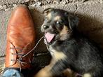 Tien prachtige herder - puppy's zoeken een goed tehuis., Dieren en Toebehoren, Honden | Niet-rashonden, Particulier, Rabiës (hondsdolheid)