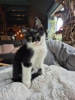 Lieve Europese korthaar poesje, Poes