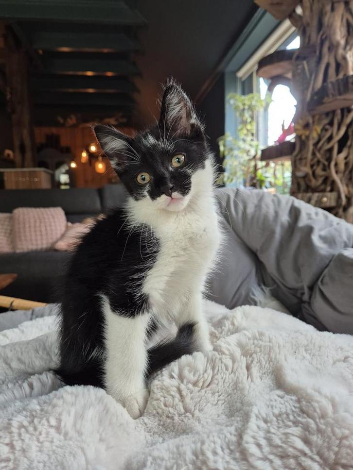 Lieve Europese korthaar poesje, Dieren en Toebehoren, Katten en Kittens | Overige Katten, Poes