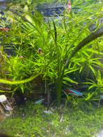 Sterrenkruid (Heteranthera zosterifolia) – aquariumplant, Ophalen, Nieuw, Plant(en), Steen of Hout