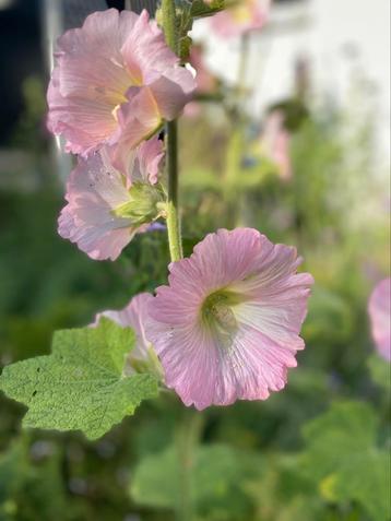 Stokroos Alcea rosea licht roze en Alcea nigra zwart beschikbaar voor biedingen