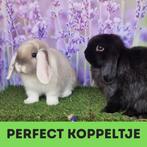 koppeltje hangoorkonijntjes te koop, Dieren en Toebehoren, Konijnen, Meerdere dieren, Dwerg, Hangoor, 0 tot 2 jaar