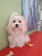 Fijne plek gezocht voor lief hondje., Dieren en Toebehoren, Honden | Chihuahua's en Gezelschapshonden, Overige rassen, CDV (hondenziekte)