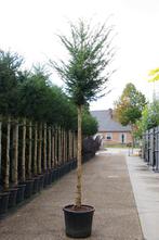 Taxus Baccata Hoogstam  groenblijvende bomen, Tuin en Terras, Bloeit niet, 250 tot 400 cm, Volle zon, In pot
