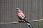 Te koop: 6 jonge bourkeparkieten, Dieren en Toebehoren, Meerdere dieren, Parkiet, Geringd