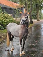 Prachtige lieve Welsh pony met potentie, Dieren en Toebehoren, Pony's