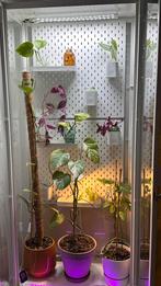Plantenkast - IKEA Milsbo, Huis en Inrichting, Kasten | Vitrinekasten, Ophalen of Verzenden, Gebruikt, 25 tot 50 cm