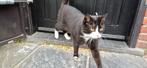 Poes. Monster (vergeven) en Snuitje, mogen apart weg, Dieren en Toebehoren, Katten en Kittens | Overige Katten, Poes, 0 tot 2 jaar
