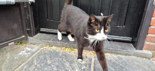 Poes. Monster (vergeven) en Snuitje, mogen apart weg, Dieren en Toebehoren, Katten en Kittens | Overige Katten, Poes, 0 tot 2 jaar