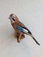 Vlaamse gaai Taxidermie, Ophalen of Verzenden, Gebruikt, Vogel, Opgezet dier