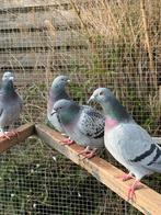 6duiven van 2025, Dieren en Toebehoren, Vogels | Duiven, Meerdere dieren, Overige soorten