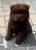 CHOWCHOW PUPS, CDV (hondenziekte), 8 tot 15 weken, Meerdere, Meerdere dieren