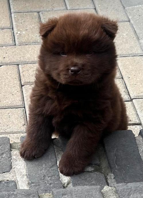 CHOWCHOW PUPS, Dieren en Toebehoren, Honden | Niet-rashonden, Middel, Meerdere dieren, Particulier, Meerdere, Nederland, 8 tot 15 weken