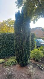 Taxus 2,5 meter hoog, Tuin en Terras, Ophalen, Taxus