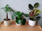 3 kamerplanten 15-30cm incl potten, Huis en Inrichting, Kamerplanten, Ophalen, Overige soorten, Halfschaduw, In pot