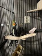 2 valkparkieten met volgenkooi, Dieren en Toebehoren, Vogels | Parkieten en Papegaaien, Meerdere dieren, Parkiet