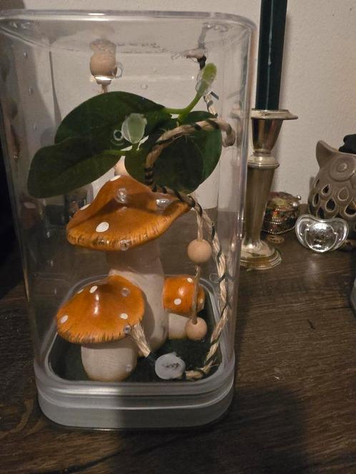 Klein spinnen /springspinnen terrarium, Dieren en Toebehoren, Insecten en Spinnen, Spin of Schorpioen