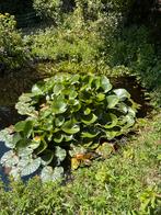 Vijverplanten, Tuin en Terras, Ophalen