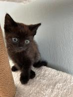 Lief katertje kitten, Dieren en Toebehoren, Katten en Kittens | Raskatten | Korthaar, Kater, Ontwormd, 0 tot 2 jaar
