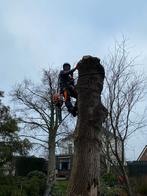 Boom kappen, snoeien, stronk frezen bomen rooien bomenkappen, Diensten en Vakmensen, Tuinmannen en Stratenmakers