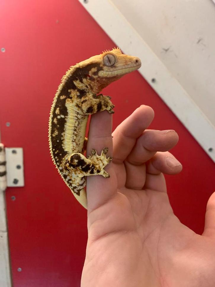 Crested gecko LW Male wimpergekko