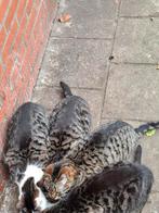 3 Cyperse katten, Dieren en Toebehoren, Geslacht onbekend, Kortharig, 0 tot 2 jaar