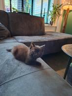 Katertje kruising Ragdoll/Maincoon/Britse Korthaar/Birmaan, Kater, Langharig, 0 tot 2 jaar