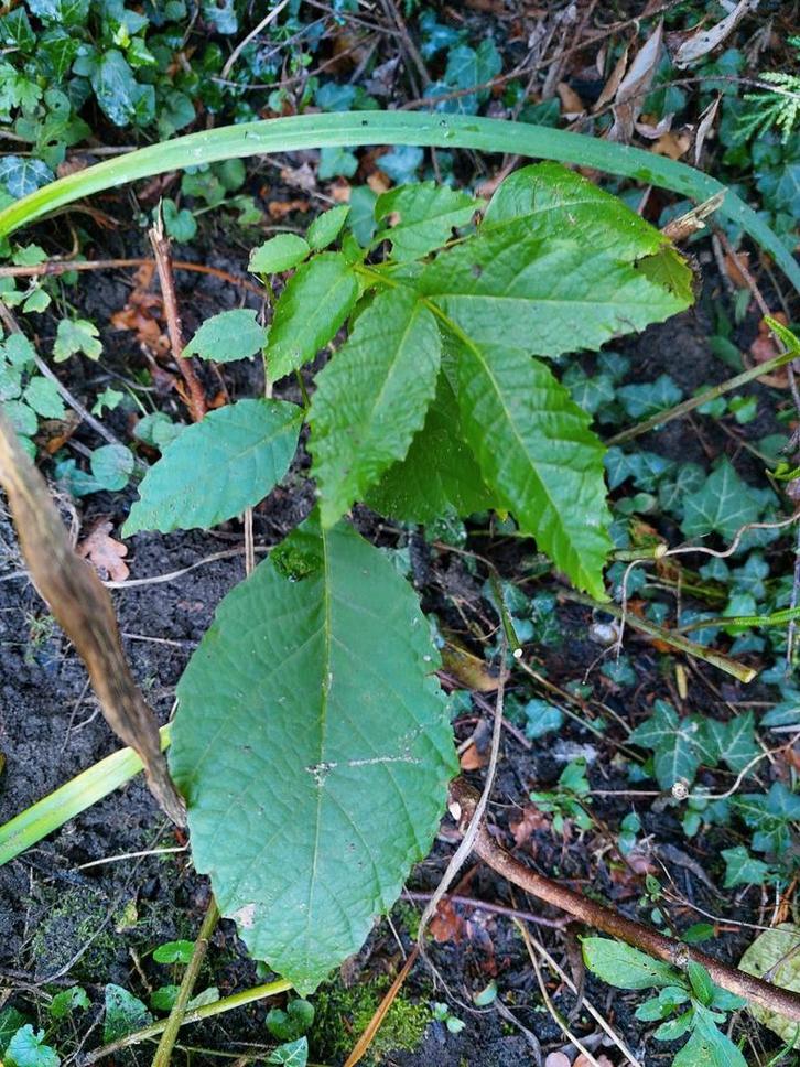 Tk: Aantal walnotenboompjes gezond! Biologisch voedselbos, Tuin en Terras, Planten | Tuinplanten, Vaste plant, Overige soorten