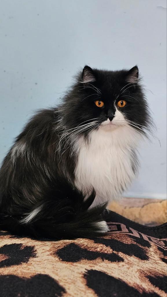 Superlieve roma, Dieren en Toebehoren, Katten en Kittens | Overige Katten, Kater