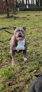 Unieke kruising! New bullador – 10 prachtige pups geboren!, Meerdere, Meerdere dieren, Nederland, Particulier