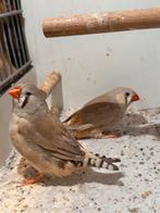 Diverse forse Zebravinken, Dieren en Toebehoren, Vogels | Overige Vogels, Meerdere dieren, Tropenvogel, Geringd