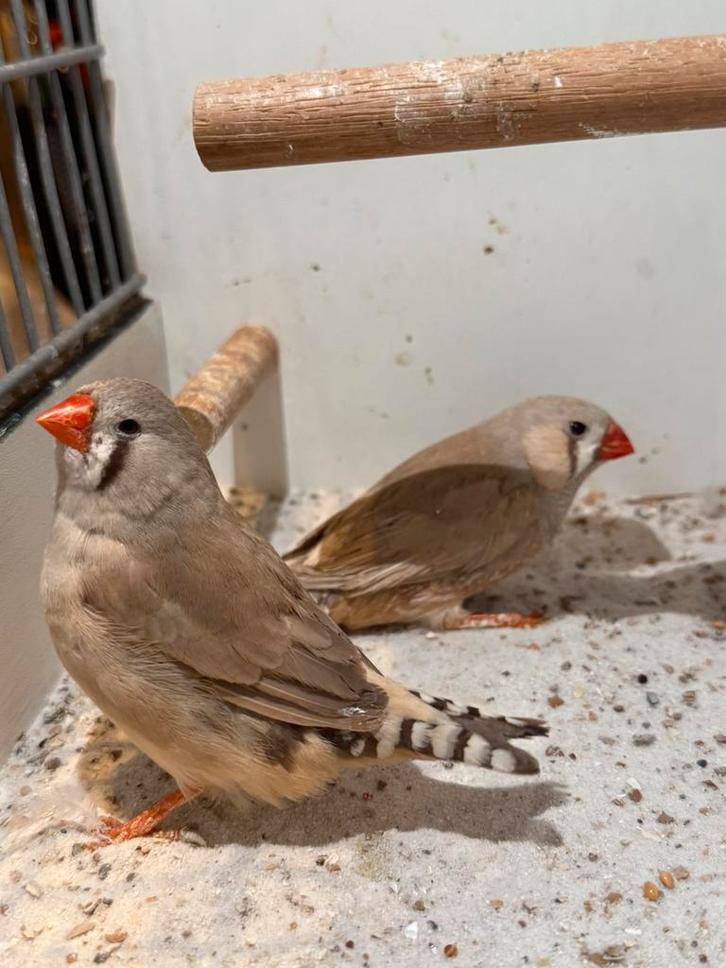 Diverse forse Zebravinken, Dieren en Toebehoren, Vogels | Overige Vogels, Tropenvogel, Meerdere dieren, Geringd