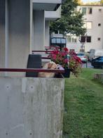 Goed tehuis gezocht, Reu, CDV (hondenziekte), 1 tot 2 jaar, Eén hond