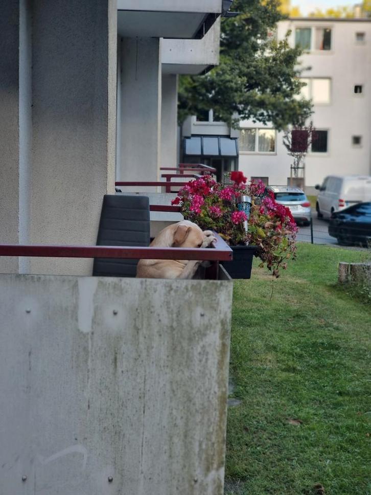 Goed tehuis gezocht, Dieren en Toebehoren, Honden | Niet-rashonden, Middel, Reu, Particulier, Eén hond, Nederland, 1 tot 2 jaar
