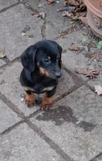 Leuke teckel pups, Reu, 8 tot 15 weken, Korthaar, Meerdere