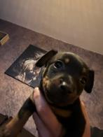 Jack russel black en tan pups! Nog twee reutjes, Dieren en Toebehoren, Honden | Jack Russells en Terriërs, Jack Russell Terriër