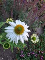 Echinacea Zonnehoed wit en rose, Volle zon, Vaste plant, Zomer, Ophalen
