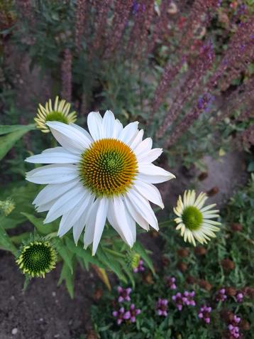 Echinacea Zonnehoed wit en rose beschikbaar voor biedingen