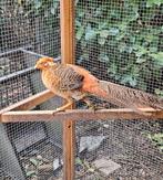 Goudfazant hanen 2025, Dieren en Toebehoren, Mannelijk, Overige soorten