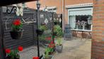 Gezocht Wit Recessieve kanaries, Dieren en Toebehoren, Meerdere dieren, Kleurkanarie