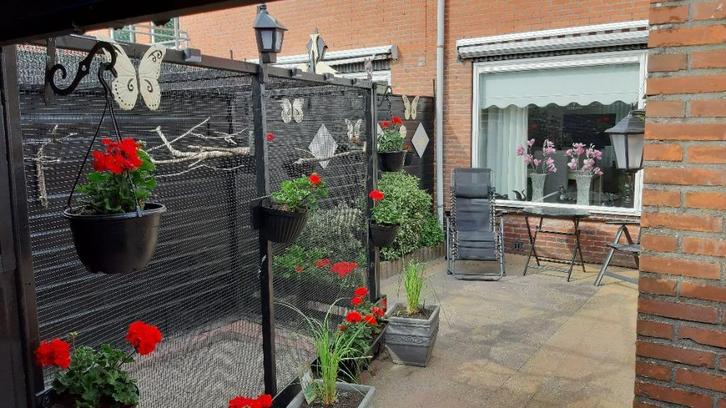 Gezocht Wit Recessieve kanaries, Dieren en Toebehoren, Vogels | Kanaries, Kleurkanarie, Meerdere dieren