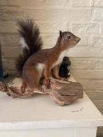 Nieuwe opgezette Eekhoorn Mooi Donker bruin, Verzamelen, Dierenverzamelingen, Ophalen of Verzenden, Nieuw, Wild dier, Opgezet dier