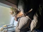 Lieve bengaal zoekt nieuw baasje, Dieren en Toebehoren, Katten en Kittens | Overige Katten, Poes