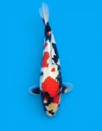 Show kwaliteit showa Dainchi Toyota nisai 46 cm, Karper of Koi