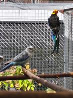 Koppel rosella, Dieren en Toebehoren, Vogels | Parkieten en Papegaaien, Meerdere dieren, Parkiet, Geringd