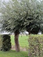 Gratis wilgenteen ophalen., Tuin en Terras, Planten | Bomen, Ophalen, Volle zon, Overige soorten