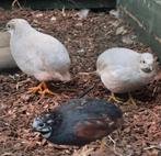 3 Chinese dwergkwartels haantjes., Dieren en Toebehoren, Vogels | Overige Vogels, Mannelijk, Tropenvogel, Geringd